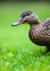 Mallard duck searching for food in a park.