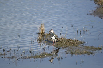 Lapwing