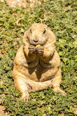 Black-Tailed Prairie Dog