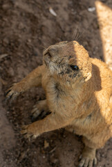 Black-Tailed Prairie Dog