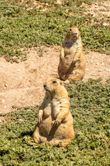 Black-Tailed Prairie Dog