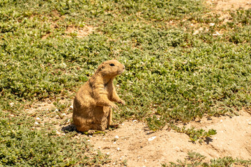 Black-Tailed Prairie Dog