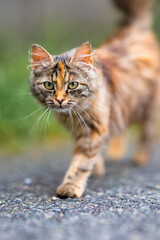 Cute brown and black cat looking into the camera.