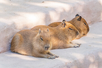 Three capybara in the park
