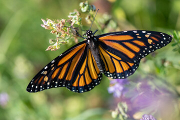 monarch butterfly wings open