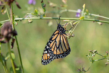 monarch butterfly hanging