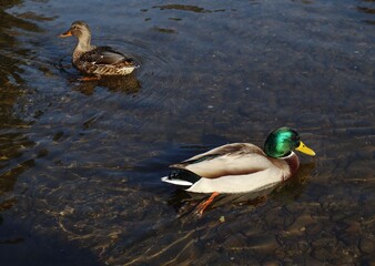 Pair of ducks on a pond