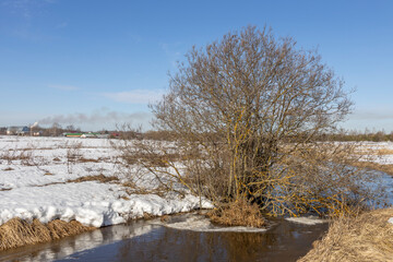 A tree is growing in a field with snow on the ground