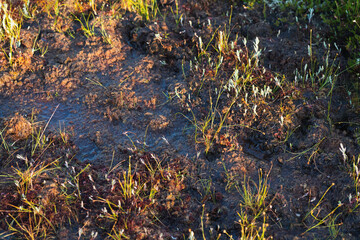 Bog, marsh in the seli swamp, close-up photo.