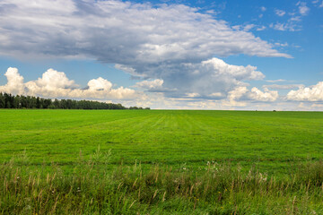 A large field of grass with a few trees in the background