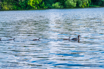 The waterfowl bird, great crested grebe with chick, swimming in the lake.