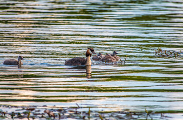 The waterfowl bird, great crested grebe with chick, swimming in the lake.