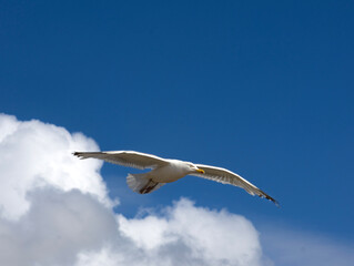 seagull in the sky