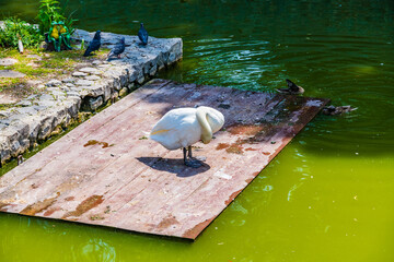 White swan on wooden platform in a lake