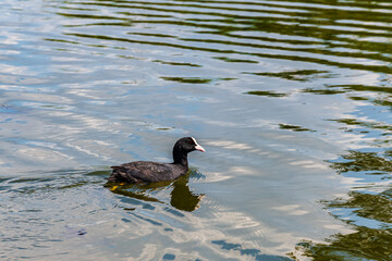 Eurasian coot bird swimming in a duck pond