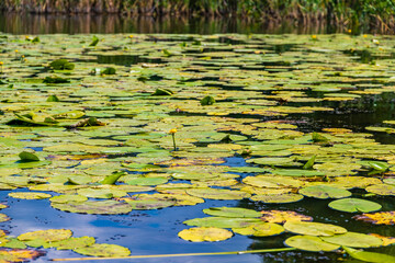 Swamp surface covered with the water lily plants