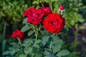 Red roses blossoming in a garden on spring