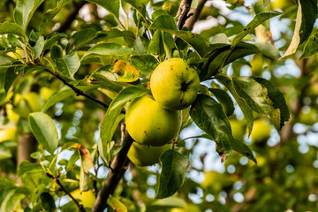 Green apples on branches of the apple tree