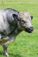Head shot of an Albion bull