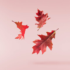 Beautiful bright colorful autumn  leaves falling in the air isolated on pink background. Zero gravity or levitation autumn conception. High resolution image.