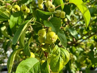European crab apple-forest apple. Close up.
