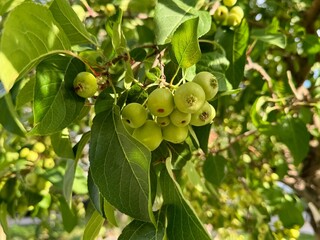 European crab apple-forest apple. Close up.
