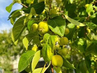 European crab apple-forest apple. Close up.
