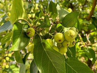 European crab apple-forest apple. Close up.
