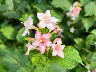 Pale Pink flowers of Weigela Florida Variegata. Floral background
