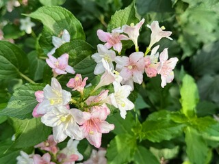 Fototapeta premium Pale Pink flowers of Weigela Florida Variegata. Floral background 