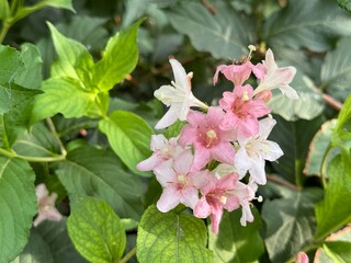 Pale Pink flowers of Weigela Florida Variegata. Floral background
