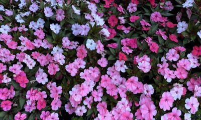 Colourful Busy lizzie flower ( Impatiens walleriana ) in a garden.
