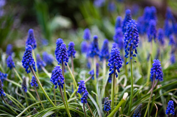 flowers in the garden