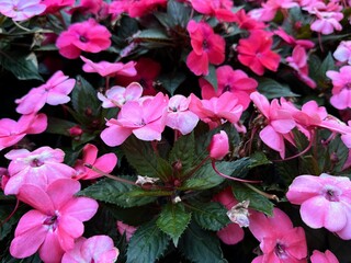 Colourful Busy lizzie flower ( Impatiens walleriana ) in a garden.
