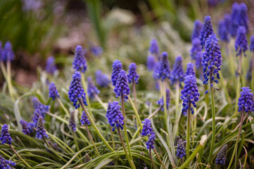 Fototapeta premium close up of lavender