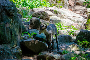 Eine kleine Ziege steht auf Felsen im Nürnberger Tierpark