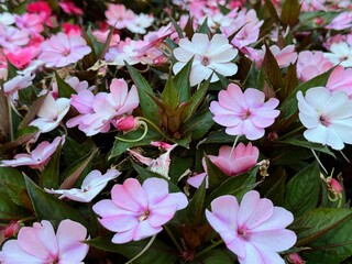Naklejka premium Colourful Busy lizzie flower ( Impatiens walleriana ) in a garden. 