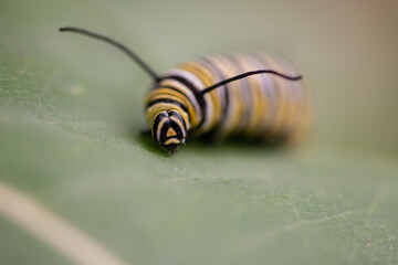 monarch caterpillar on milkweed leaf