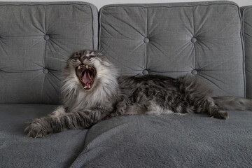 Yawning maine coon cat