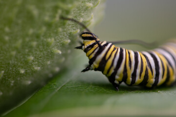 monarch caterpillar on milkweed leaf