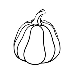 Pumpkin Vector hand drawn illustration on isolated background. Sketch in line art style painted by black inks. Graphics outline Autumn vegetables for Thanksgiving holiday. Sketch