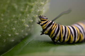 monarch caterpillar on milkweed