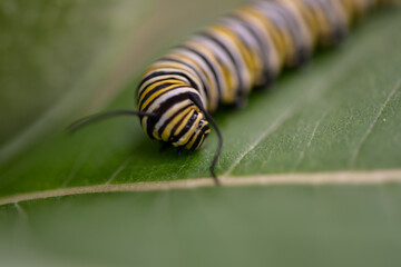 macro of a monarch caterpillar