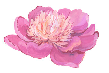 Illustration of pink peony isolated on white background