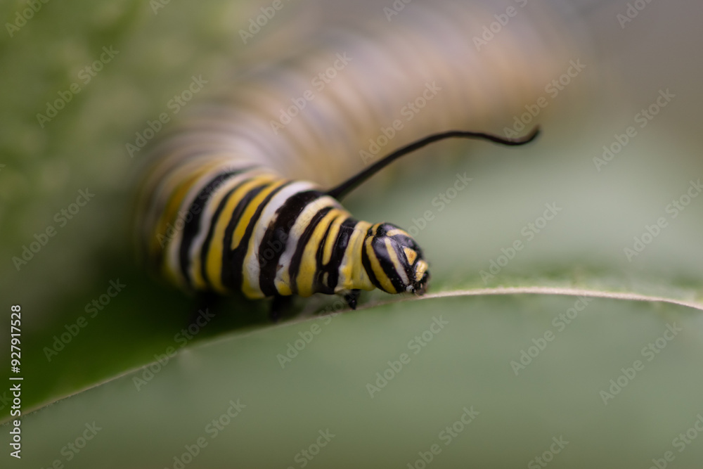 Wall mural macro of a monarch caterpillar