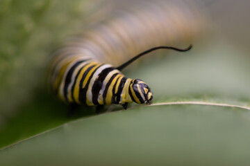 macro of a monarch caterpillar