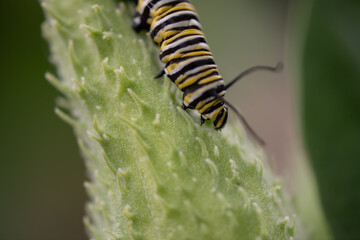 monarch caterpillar on milk pod