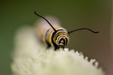 monarch caterpillar on milkweed pod