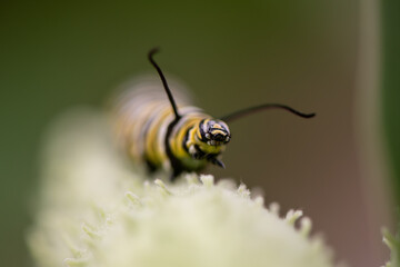 monarch caterpillar on milkweed pod