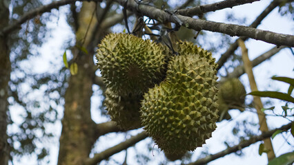 a bunch of large durian fruit on a tree, not yet ripe green